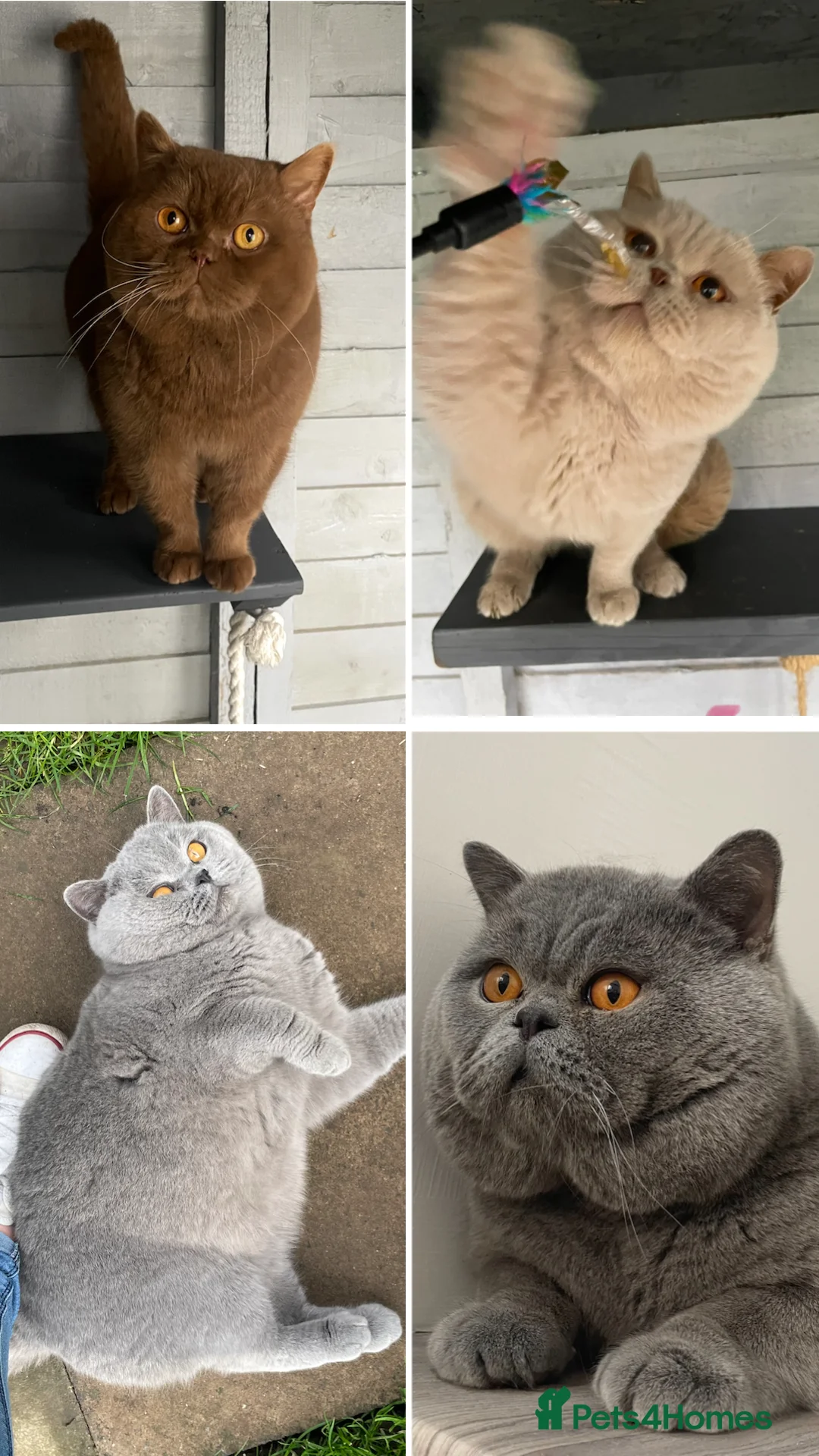 British Shorthair cats for stud: 🔥 RARE FAWN CINNAMON BLUE STUD BOYS GCCF TICA  in Derby - Advert 1