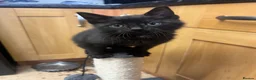 Mixed Breed cats for sale: Male kitten - Advert 16