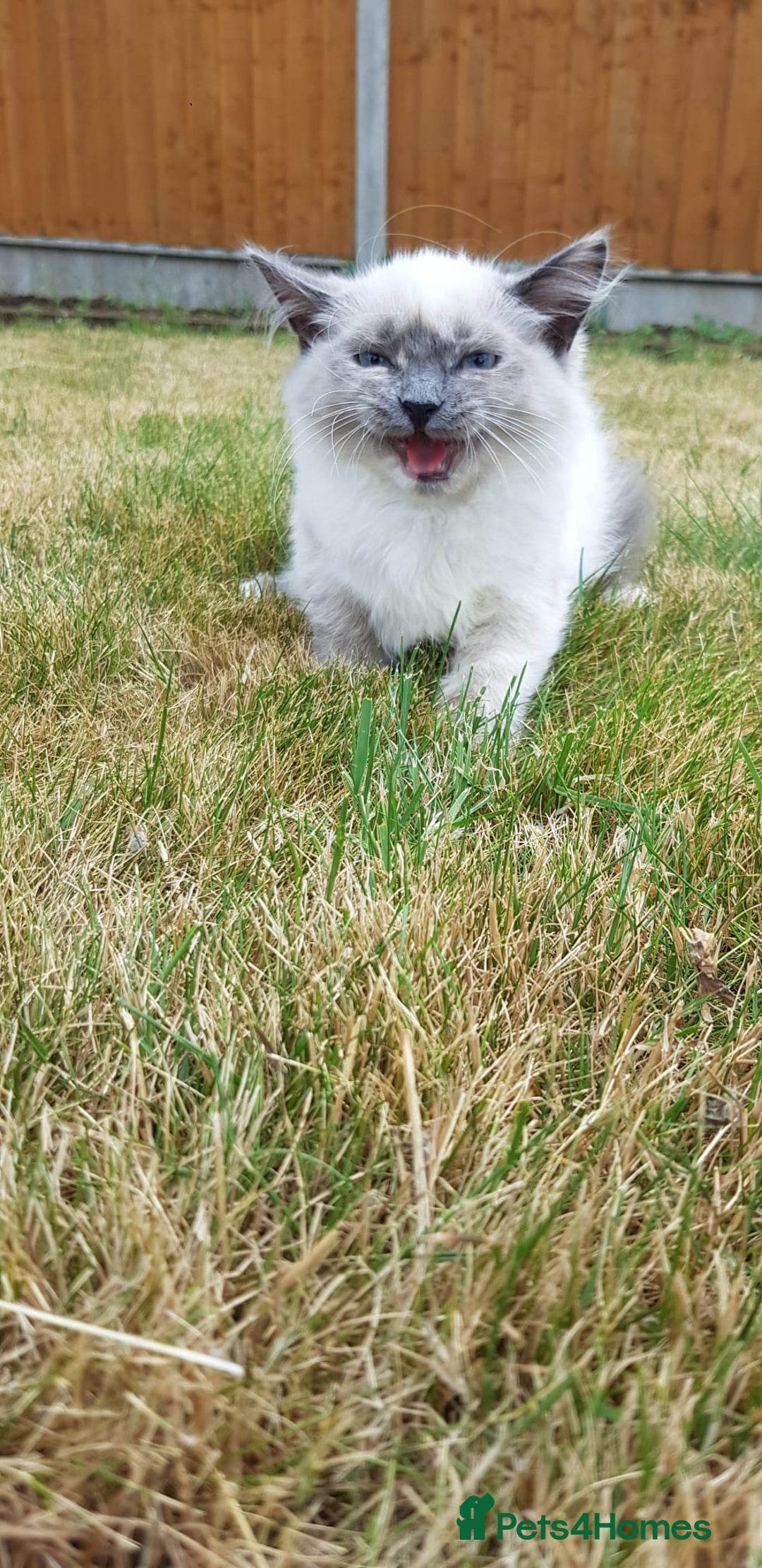 Siberian cats for sale:   Hypoallergenic Siberian Neva Masquerade kitten - Image 3