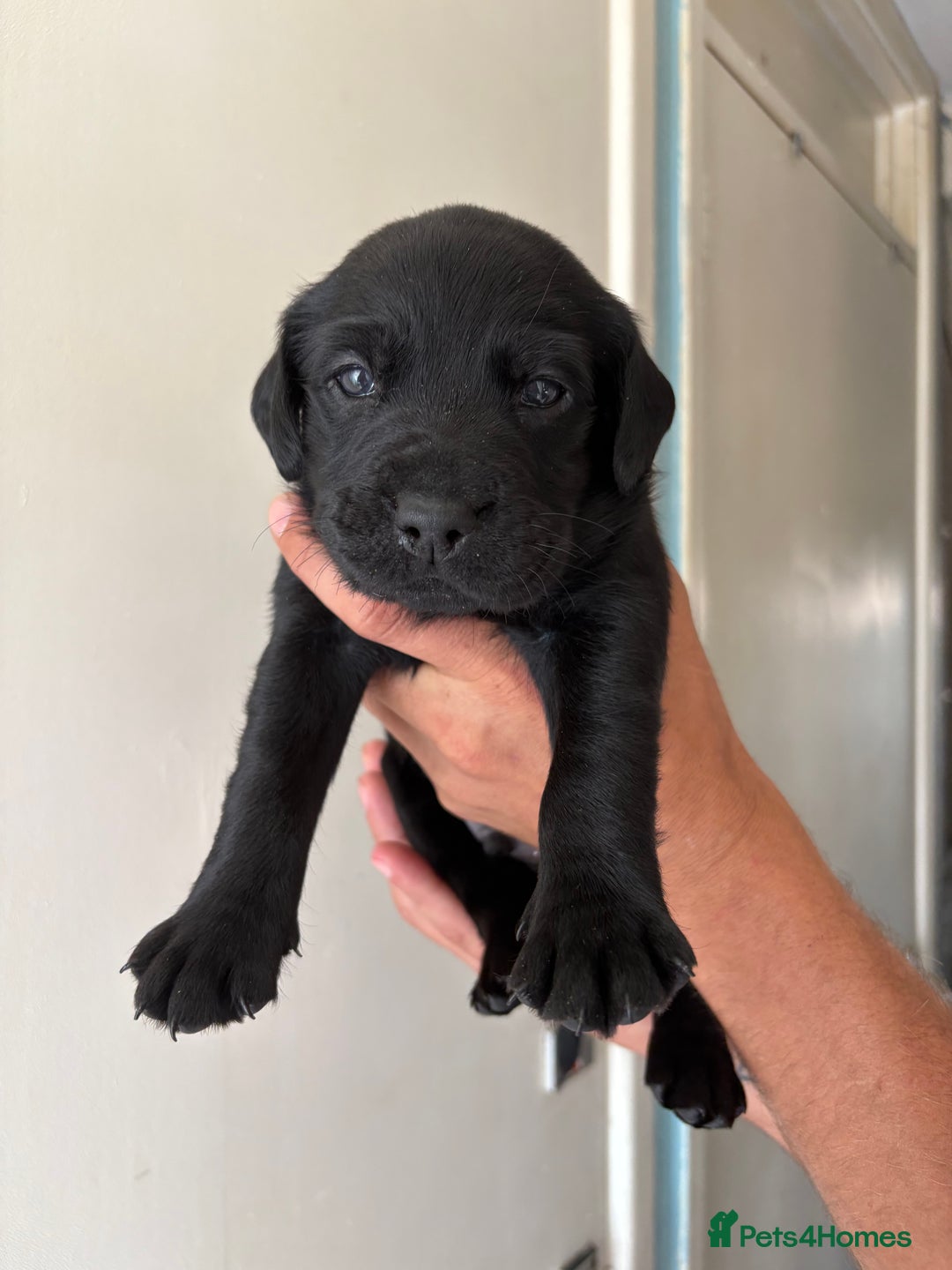 Labrador Retriever dogs for sale: Labrador puppies for sale Kent - Image 13
