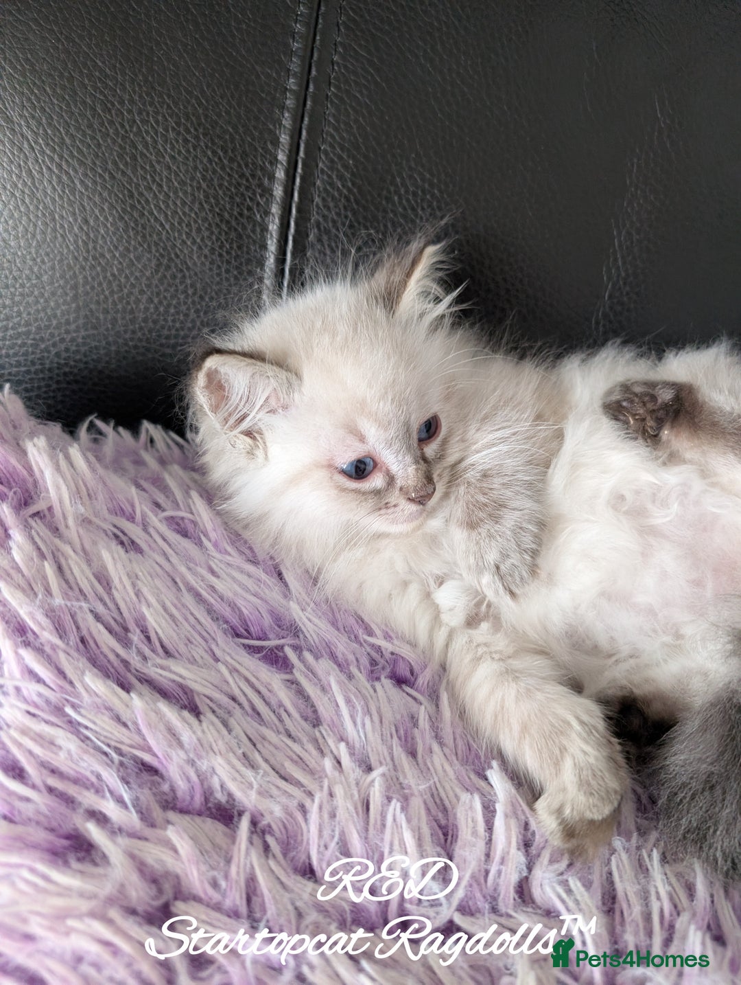 Ragdoll cats for sale: GCCF Pedigree Ragdoll Kittens Champion Lines - Advert 27