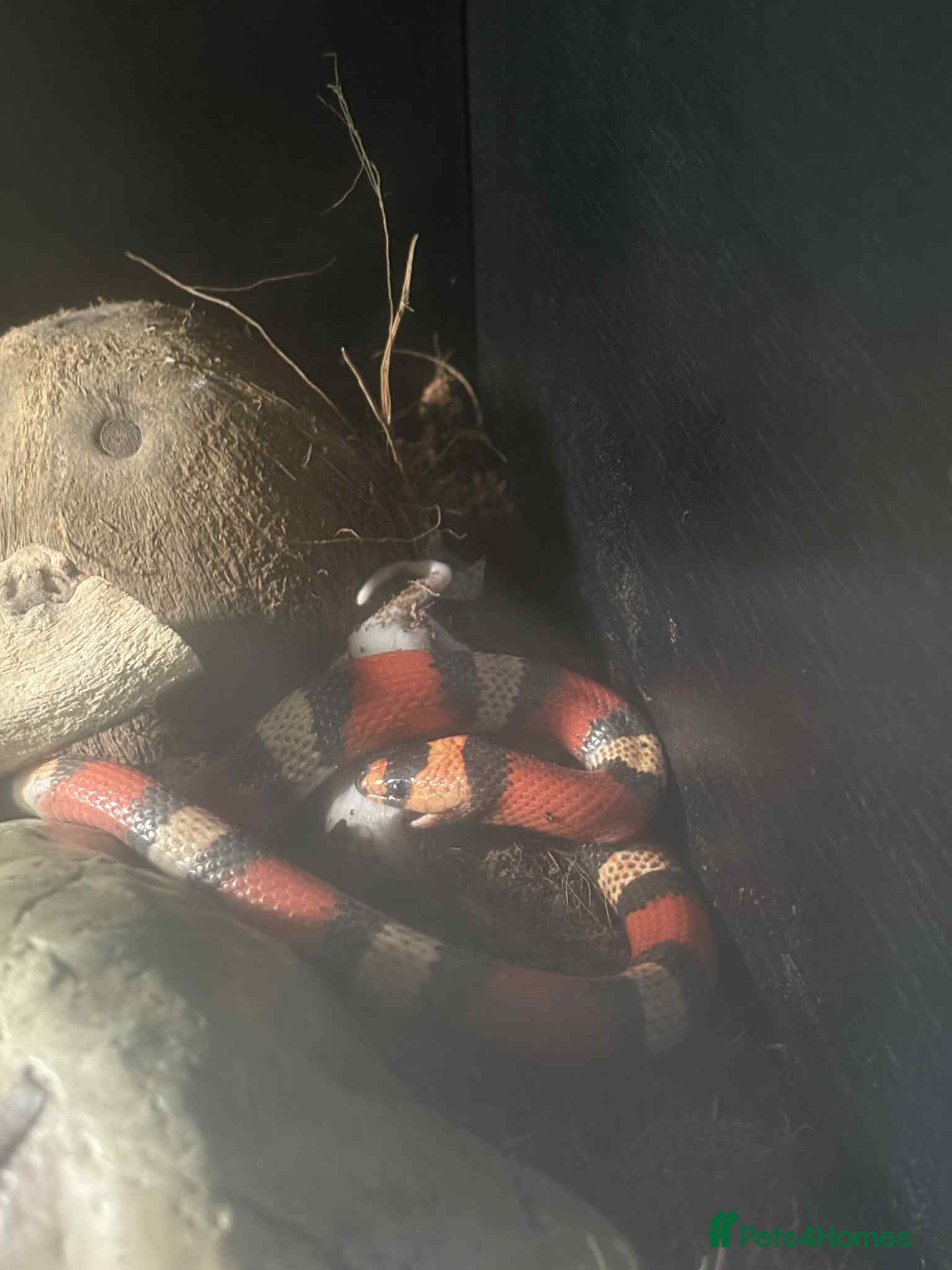 Milk Snake reptiles Milk snake with full set up. - Advert 1