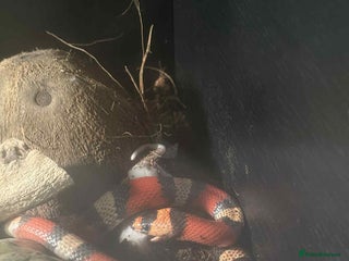 Milk Snake reptiles Milk snake with full set up. - Advert 1