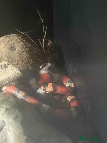 Milk Snake reptiles Milk snake with full set up. - Advert 1