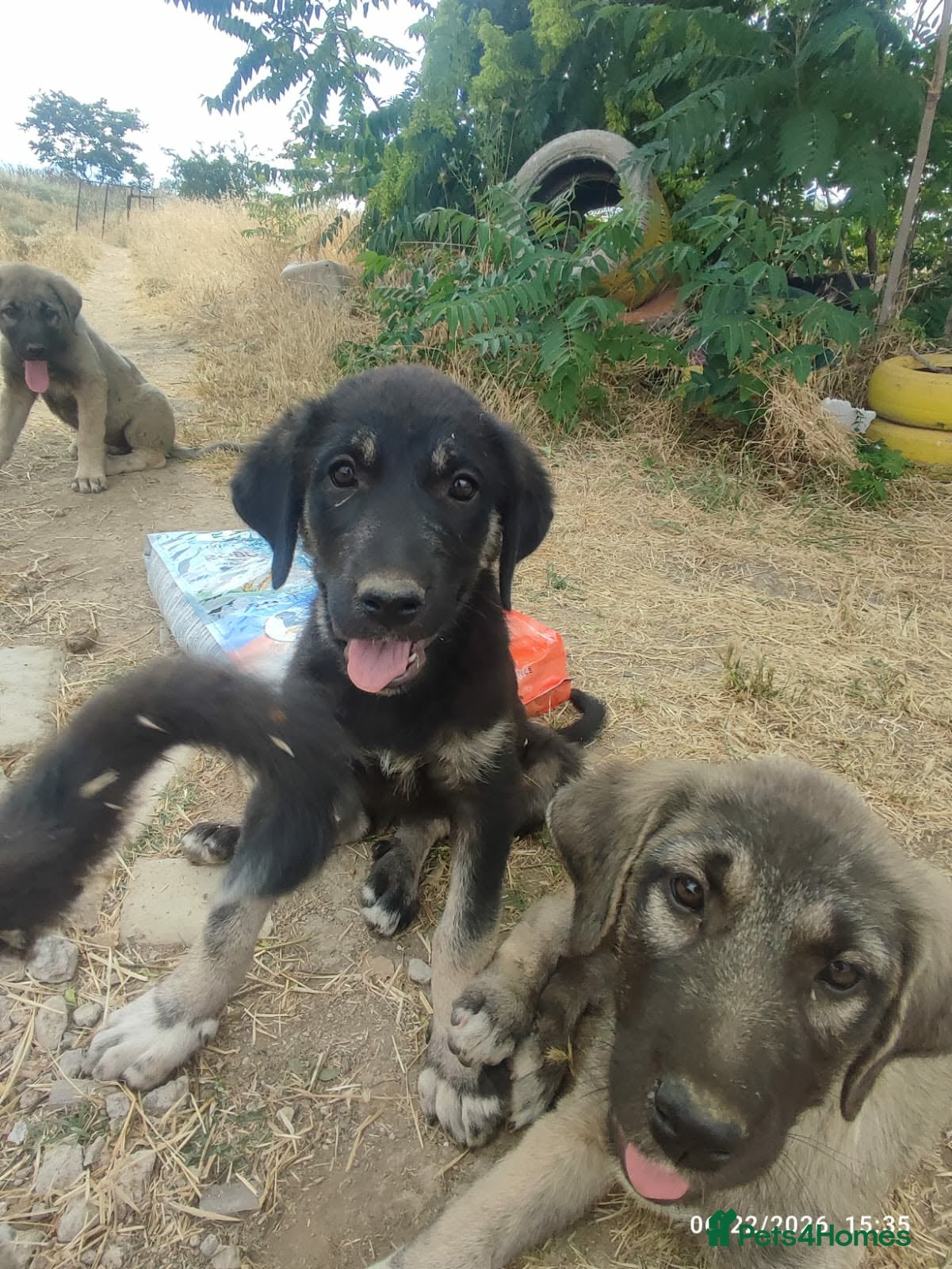 Mixed Breed dogs Masiey 4,5 months Macedonian rescue pups - Advert 13