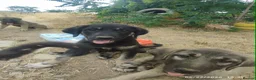 Mixed Breed dogs for adoption: Masiey 4,5 months Macedonian rescue pups - Advert 1