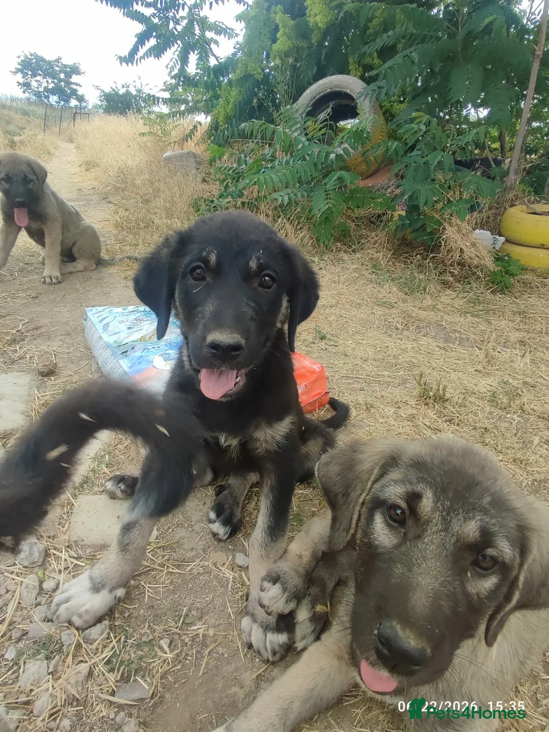 Mixed Breed dogs for adoption: Masiey 4,5 months Macedonian rescue pups - Advert 1