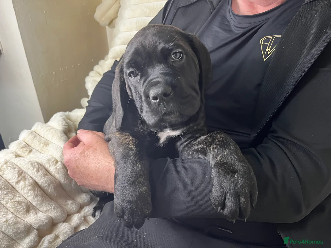 Cane Corso dogs for sale: Cane Corso Puppies Full pedigree  - Advert 4