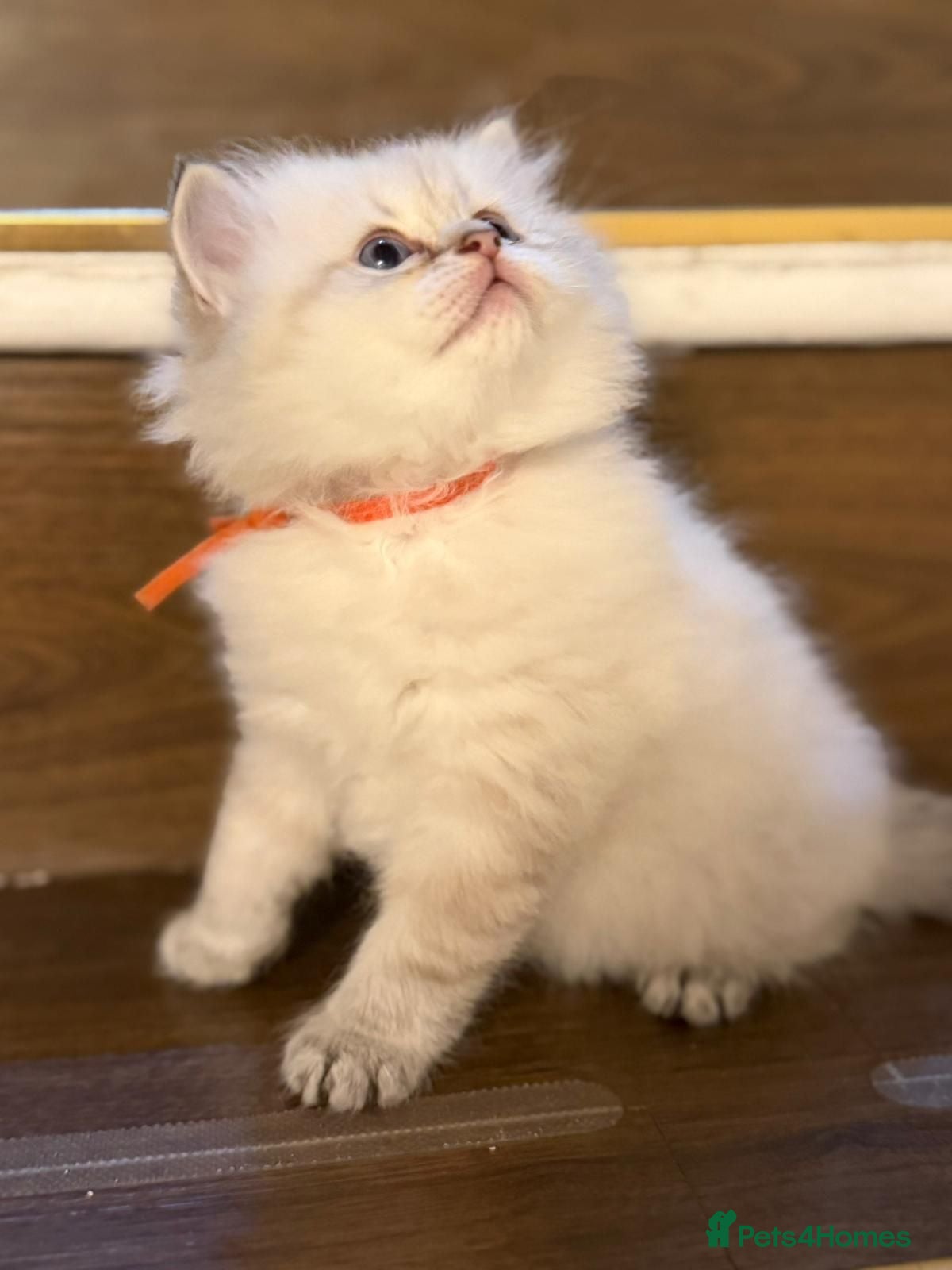 British Longhair cats PURE-Beautiful British kittens female long hair  - Advert 5