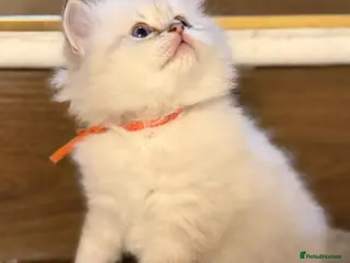 British Longhair cats PURE-Beautiful British kittens female long hair - Advert 5