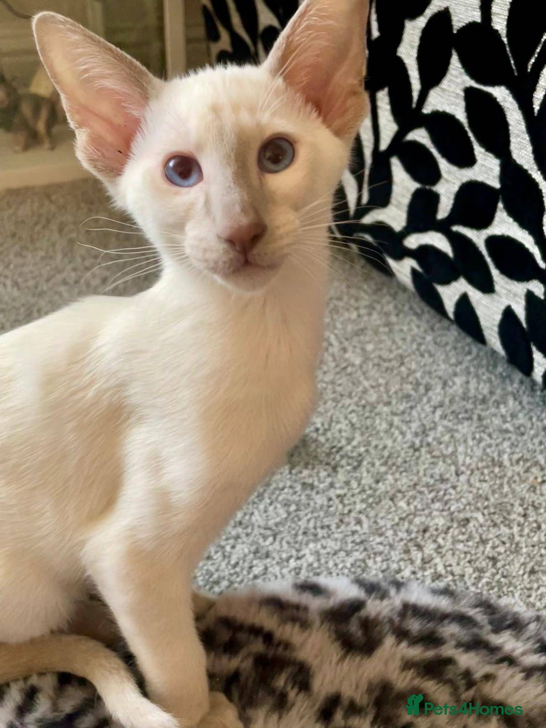 Oriental cats for sale: 7 GCCF Oriental & Siamese Kittens - Advert 5