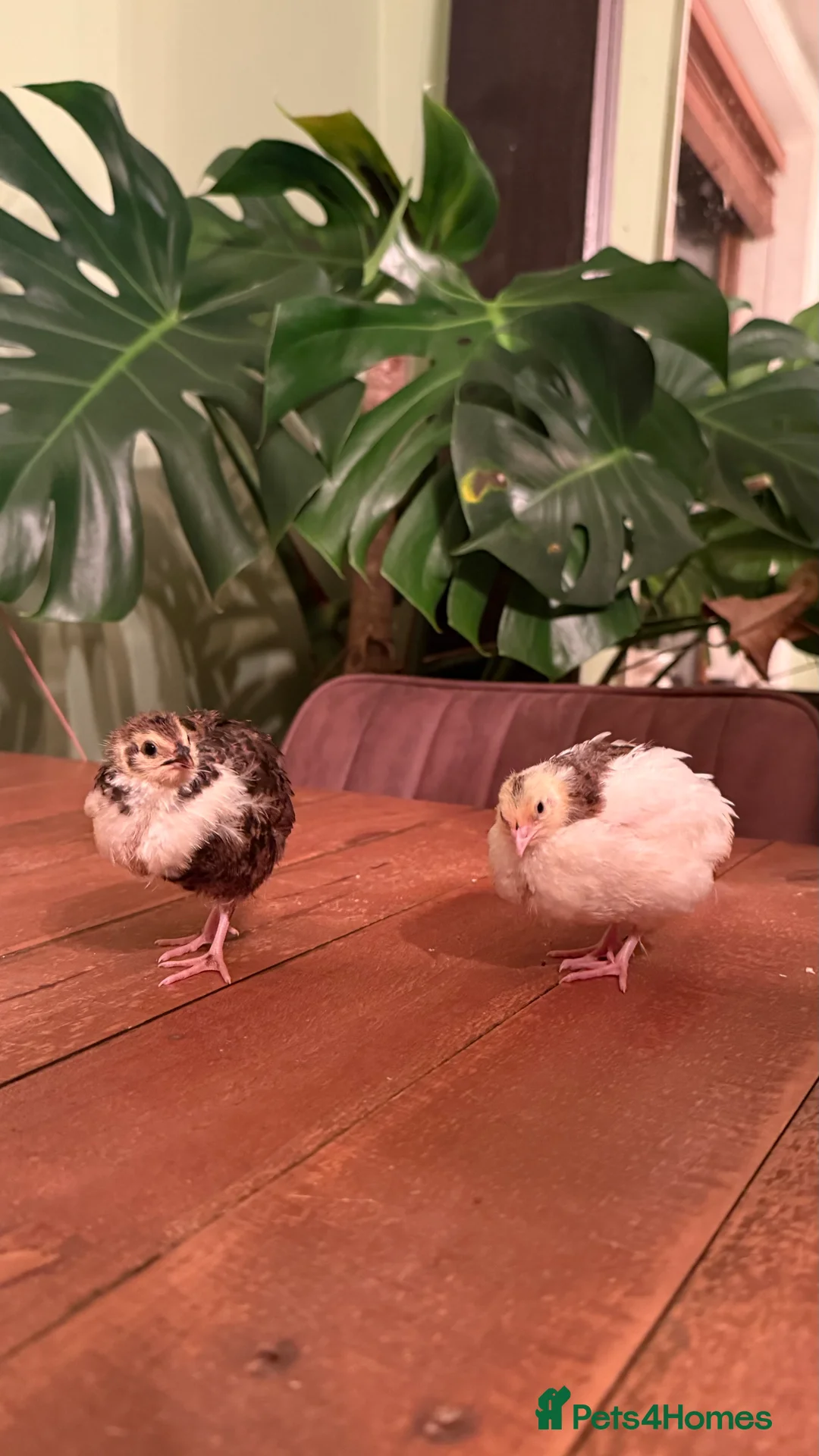 Quail poultry for sale: 🩵Celadon Coturnix quail chicks 💙 - Advert 4