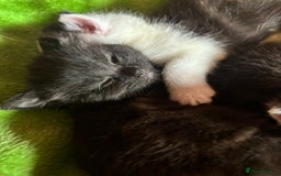 British Shorthair cats for sale: Gorgeous kittens ready for their forever home in Saint Helens - Image 15