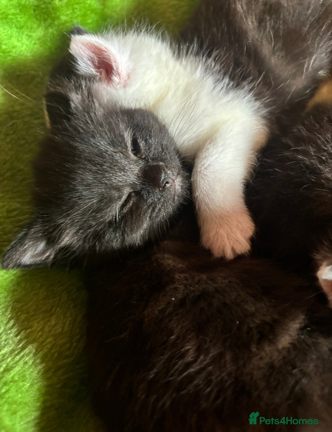 British Shorthair cats for sale: Gorgeous kittens ready for their forever home in Saint Helens - Image 15
