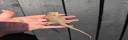 Bearded Dragon reptiles for sale: Baby bearded dragons - Advert 13