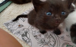 Ragdoll cats for sale: Ragdoll cross kittens x 5 - Image 8
