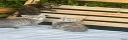 Mixed Breed cats for sale: 4 kittens for sale  - Advert 4