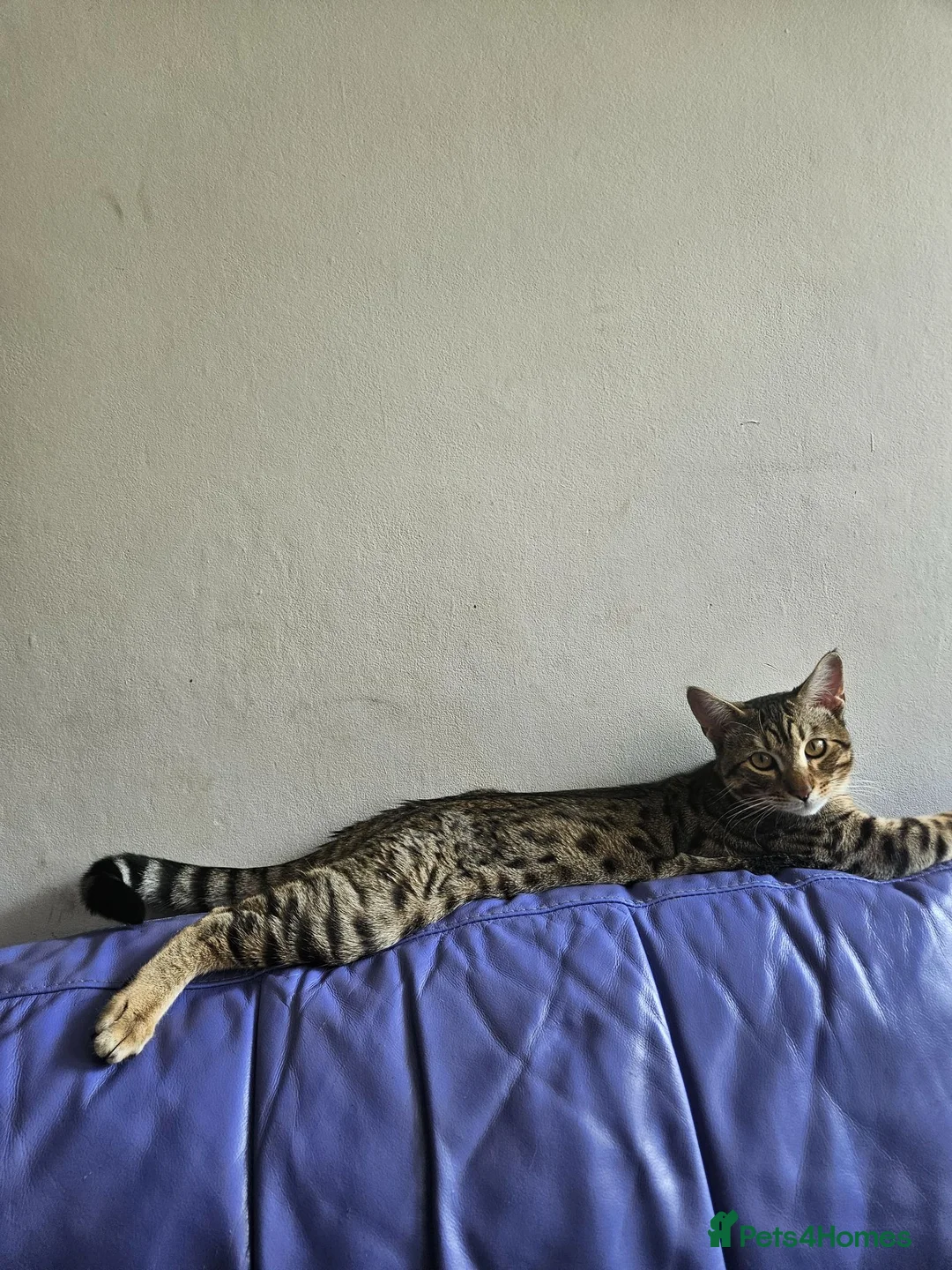 Mixed Breed cats for sale: Meet Leo beautiful Bengal/Siamese mix in London - Advert 1