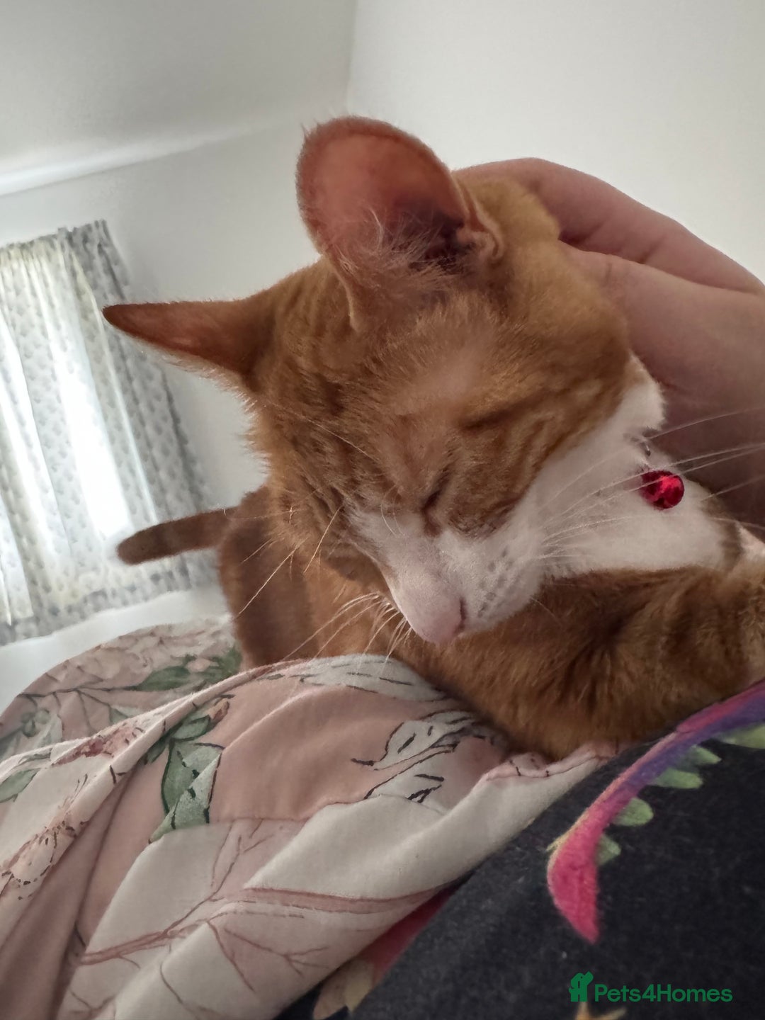 Mixed Breed cats for sale: Marla ginger cat  - Advert 19