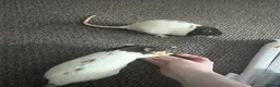 Rat rodents for sale: 4 female rats to rehome  in Scarborough - Advert 2
