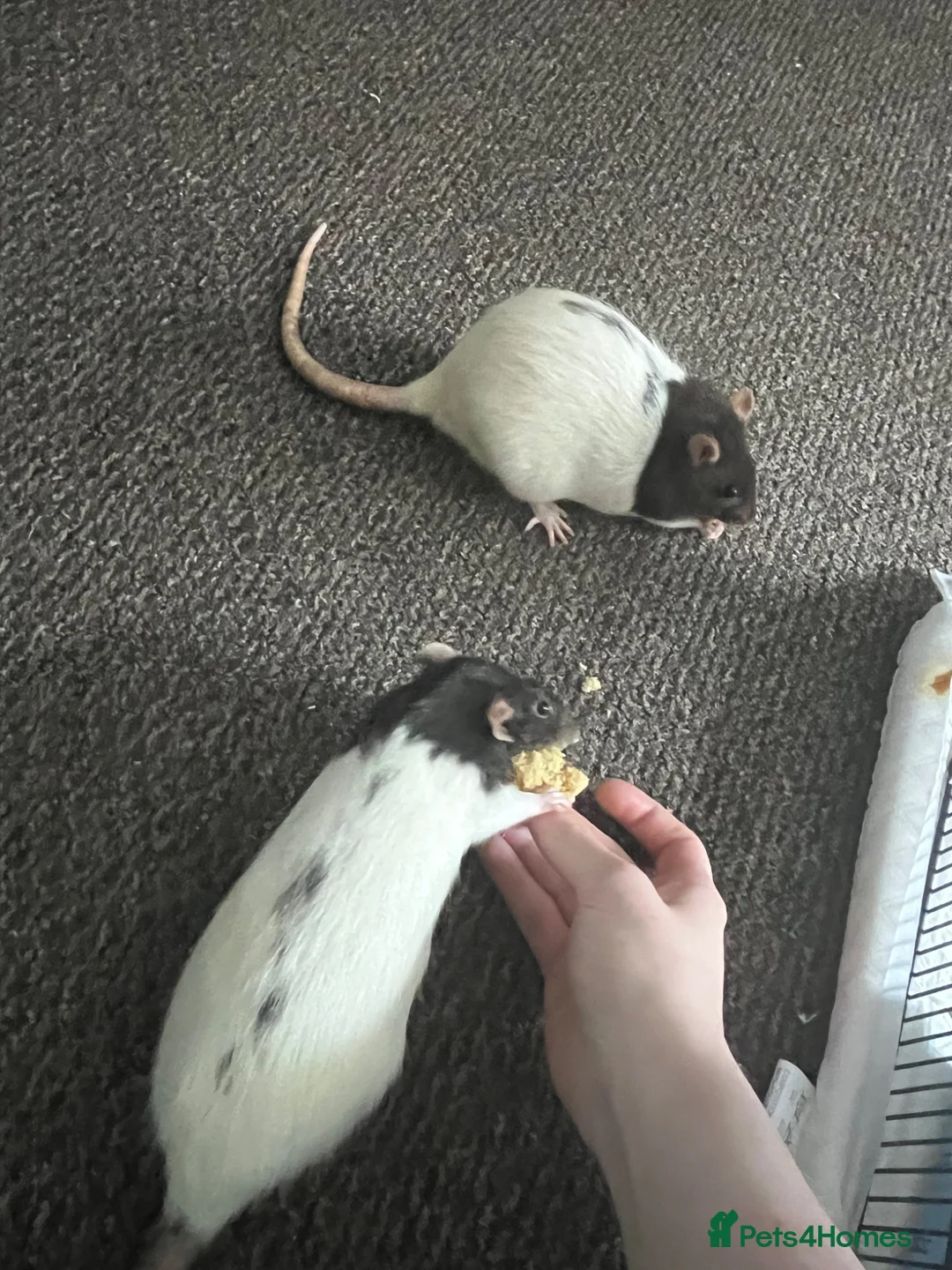 Rat rodents for sale: 4 female rats to rehome  in Scarborough - Advert 2