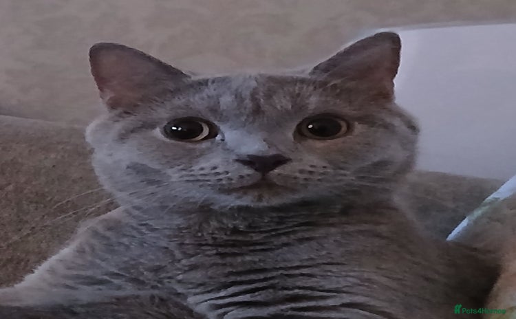 British Shorthair cats - Advert 6