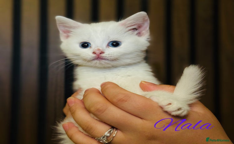 British Shorthair cats - Advert 1