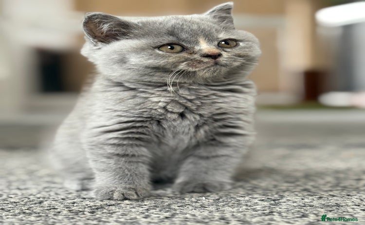 British Shorthair cats - Advert 8