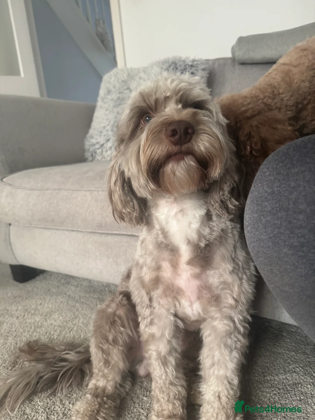 Cockapoo dogs for sale: I am looking for a new home  in Nottingham - Advert 6