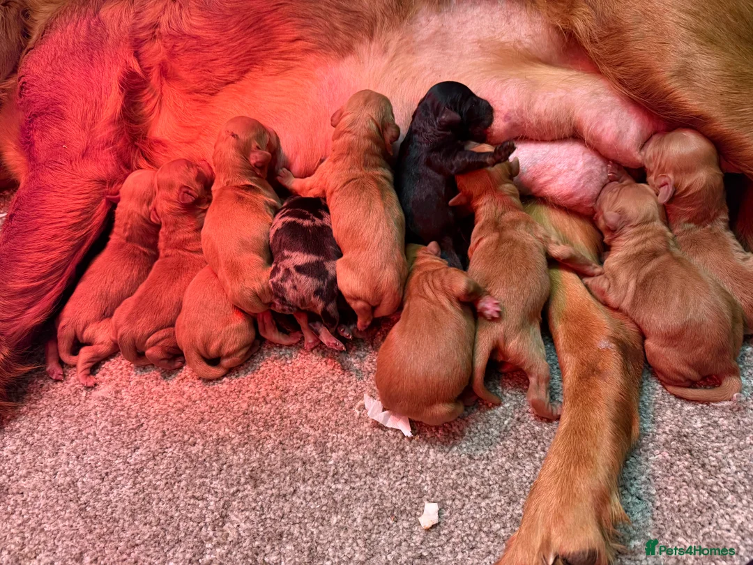 Mini Goldendoodle dogs for sale: Extensively health tested F1 goldendoodle puppies  - Advert 19