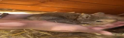 Netherland Dwarf rabbits for sale: Netherland Dwarft x Dwarf Lop in Bristol - Advert 7