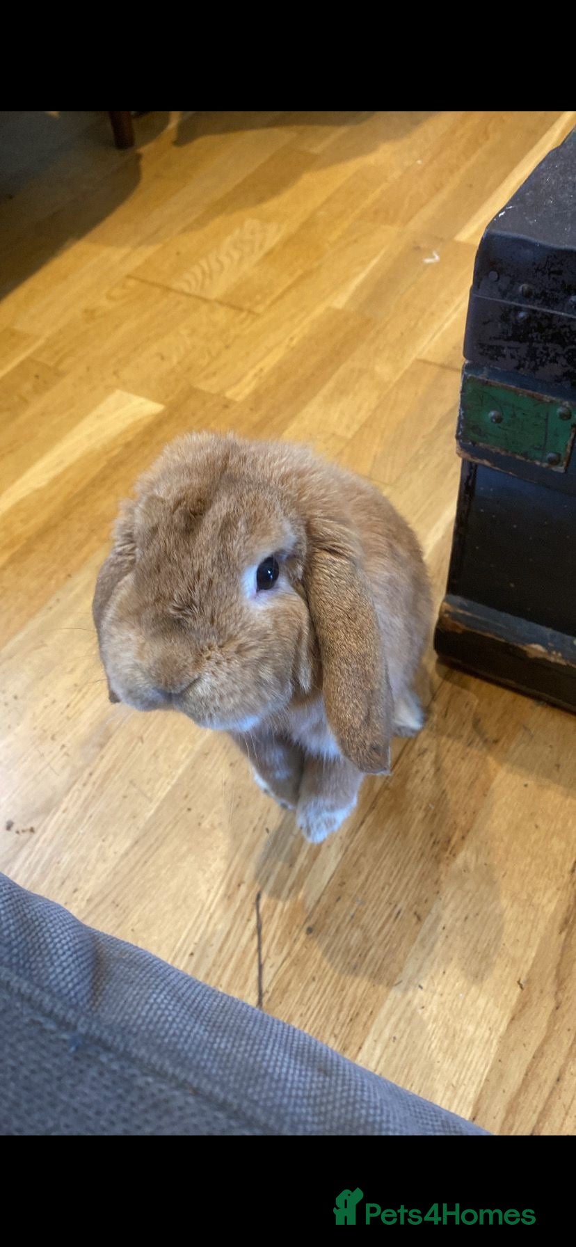 Mini Lop rabbits Friendly rabbit for family  - Advert 1