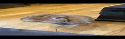 Mini Lop rabbits for sale: Friendly rabbit for family  in London - Advert 1