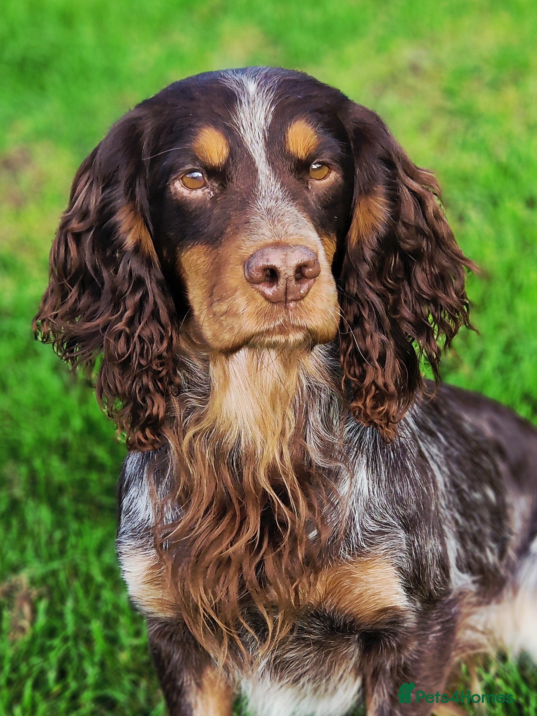 Cocker Spaniel dogs Health Tested liver roan and tan  working cocker   in Malton - Advert 4