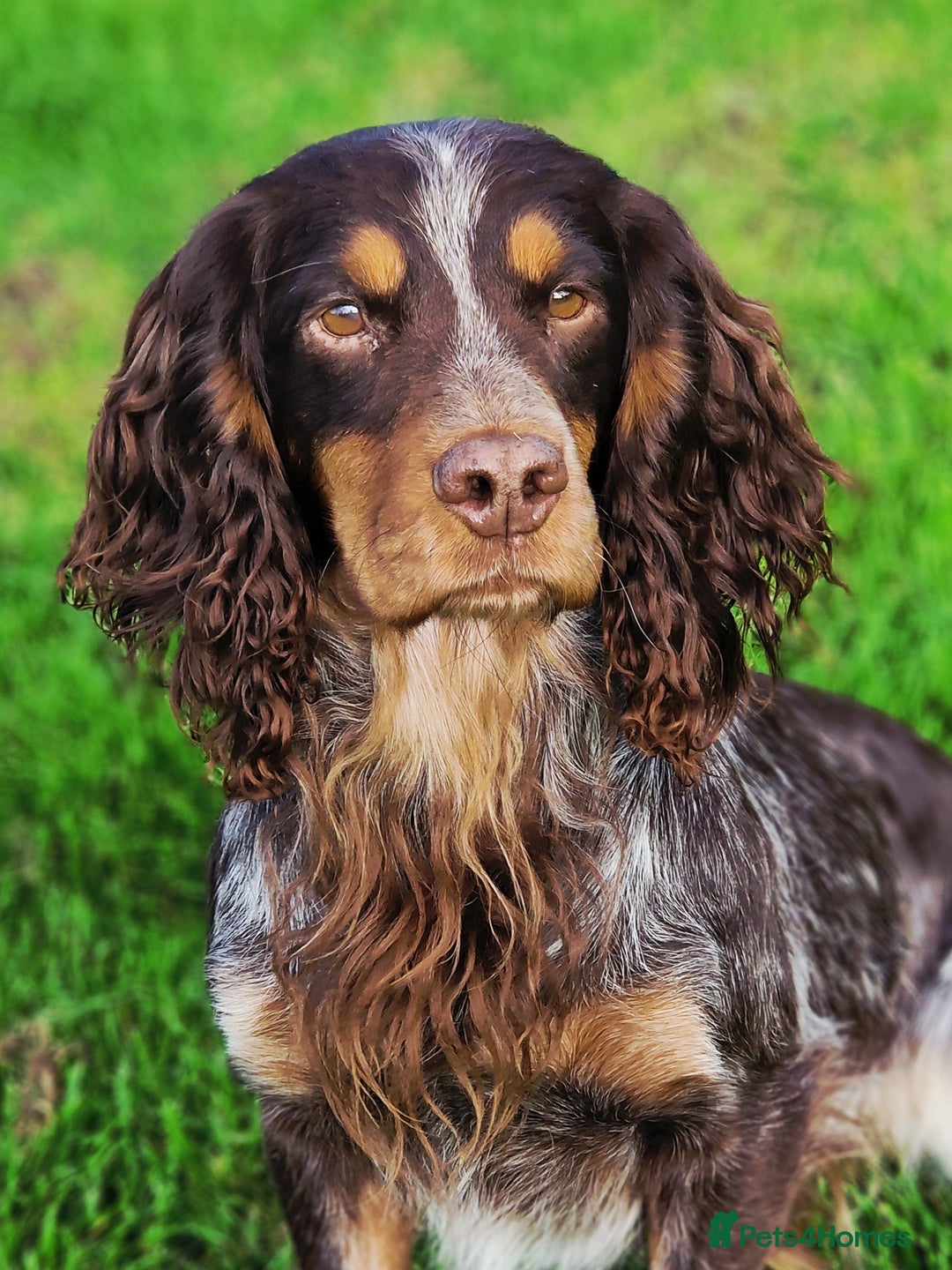Cocker Spaniel dogs for stud: Health Tested liver roan and tan  working cocker   in Malton - Advert 1