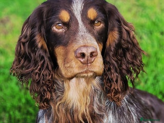 Cocker Spaniel dogs in Malton - Advert 35