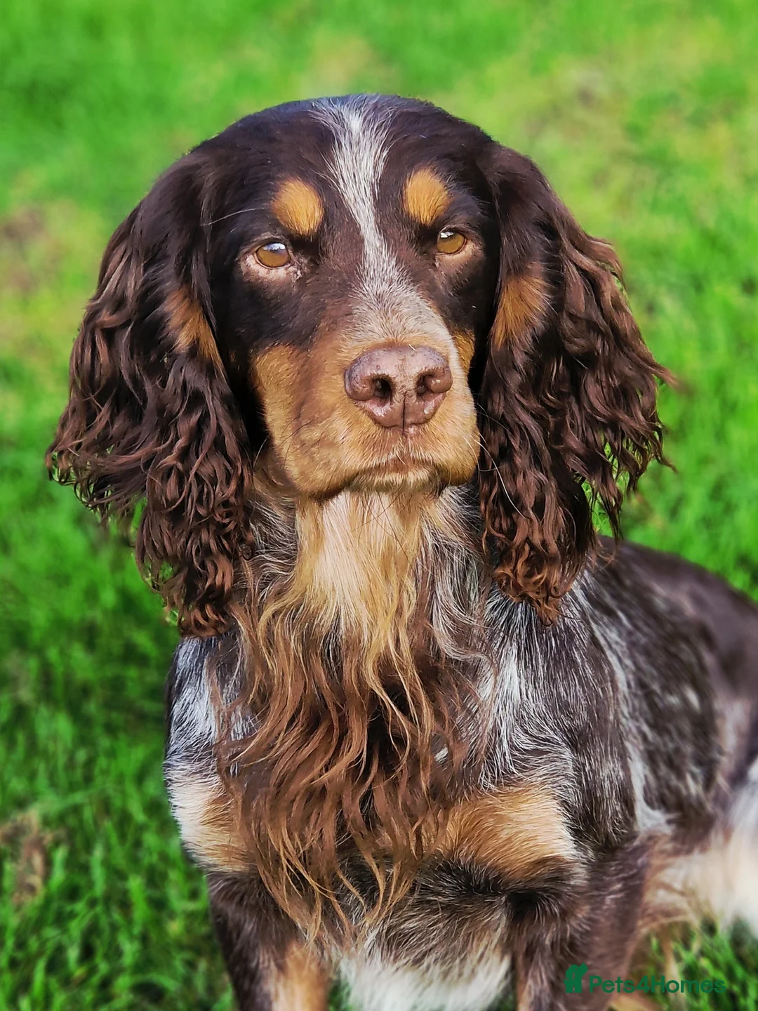 Cocker Spaniel dogs for stud: Health Tested liver roan and tan  working cocker   in Malton - Advert 3