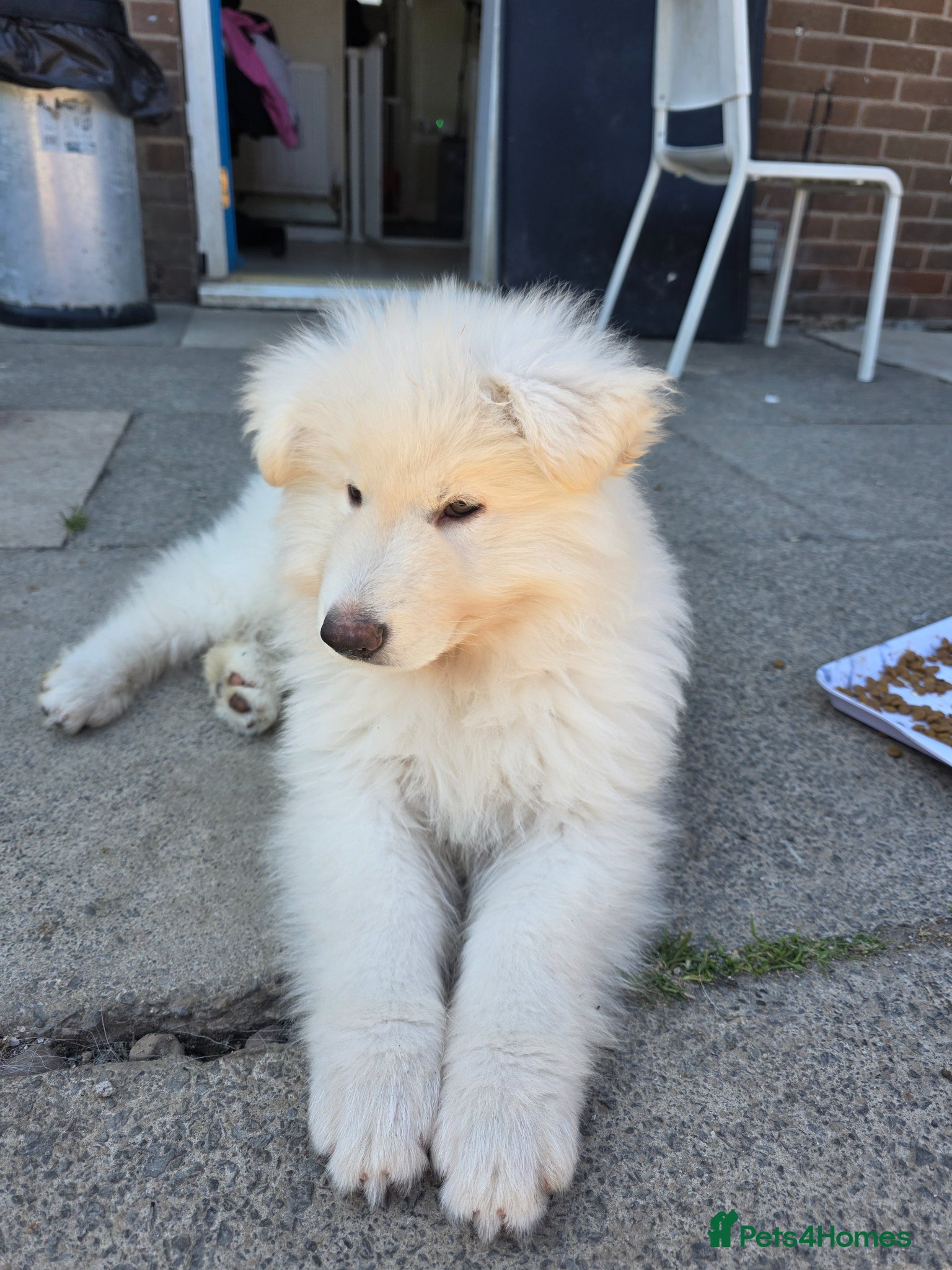German Shepherd dogs White German Shepherd Puppies ready to leave - Advert 1