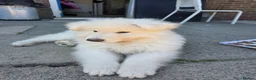 German Shepherd dogs for sale: White German Shepherd Puppies ready to leave - Advert 1