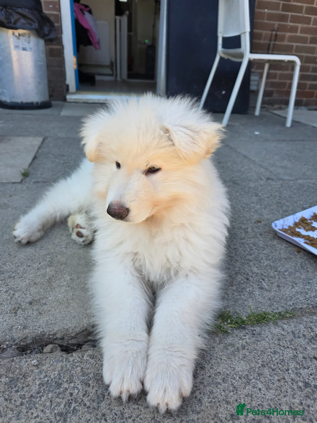 German Shepherd dogs for sale: White German Shepherd Puppies ready to leave - Advert 1