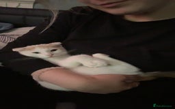 Scottish Fold cats for sale: Scottish fold mix Calico  - Image 6