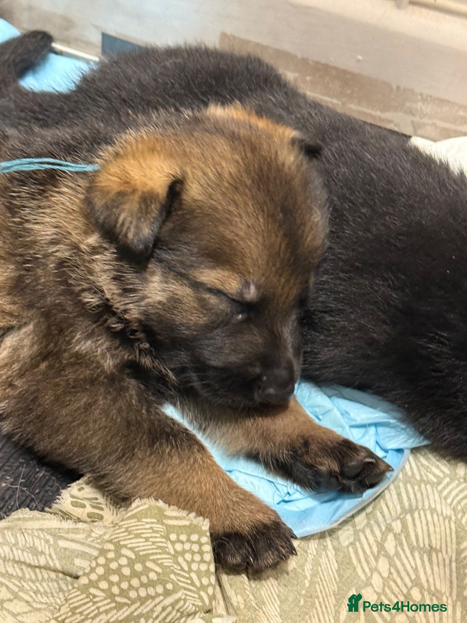 German Shepherd dogs for sale: ELITE KC REG CZECH WORKING LINE GSD PUPPIES 🏆 - Advert 1
