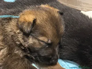 German Shepherd dogs for sale: ELITE KC REG CZECH WORKING LINE GSD PUPPIES 🏆 - Advert 1
