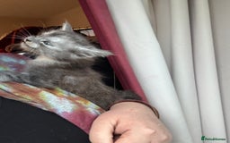 Maine Coon cats for sale: 4 Maine Coon Kittens - Just 2 left - Image 10