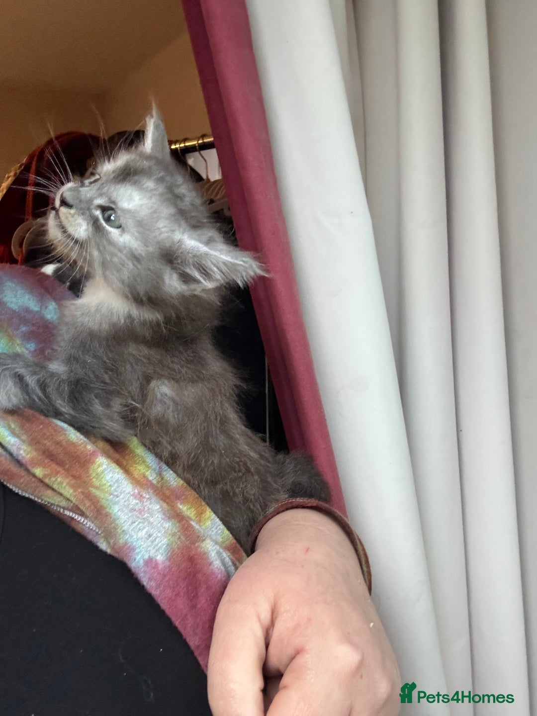 Maine Coon cats for sale: 4 Maine Coon Kittens - Just 2 left - Image 10