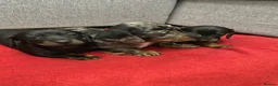 Miniature Dachshund dogs for sale: Beautiful Daches  - Advert 4
