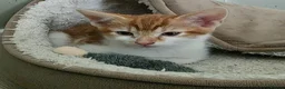 Mixed Breed cats for sale: Mixed breed kittens.  in Haddington - Advert 3