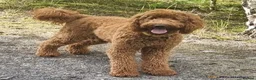 Double Doodle dogs for sale: Stunning Doodles Multigenerational - Licensed - Advert 22