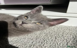 Russian Blue cats for sale: Russian blue boy cross bengal grey - Image 2