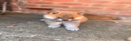 Japanese Shiba Inu dogs for sale: Health tested champion bloodline small size Shiba  - Advert 18